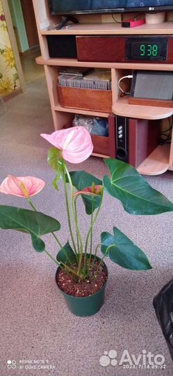 Антуриум Колорадо