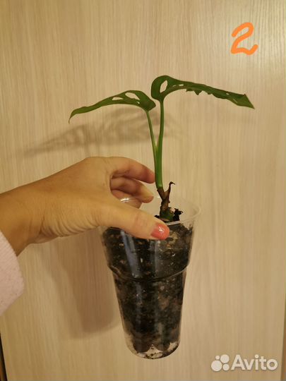 Монстера манки маск