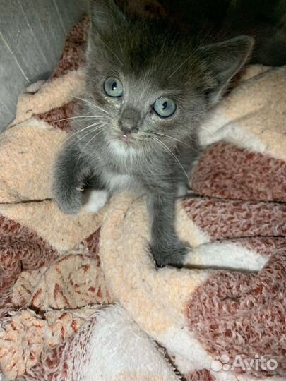 Отдам котёнка