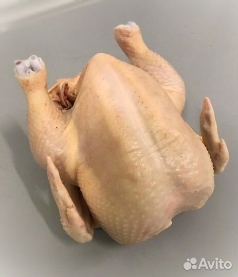 Домашние куры бройлеры