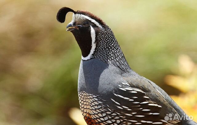 Калифорнийский хохлатый перепел