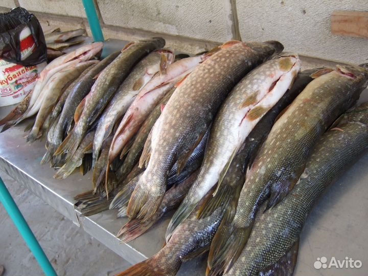 Рыбалка и отдых в Астрахани (Лиманский р-н)