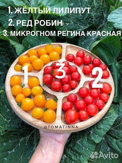 Горшечные томаты