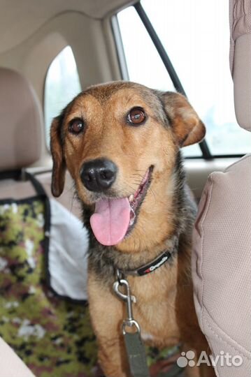 Небольшая собачка в добрый дом