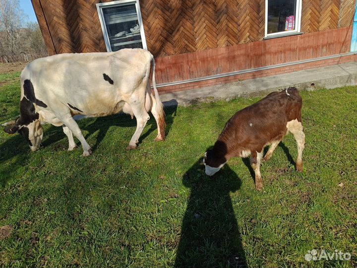 Корова высокоудойная