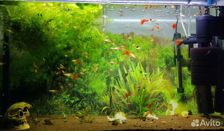 Гуппи чистая линия red full albino