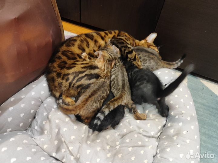 Бенгальские котята