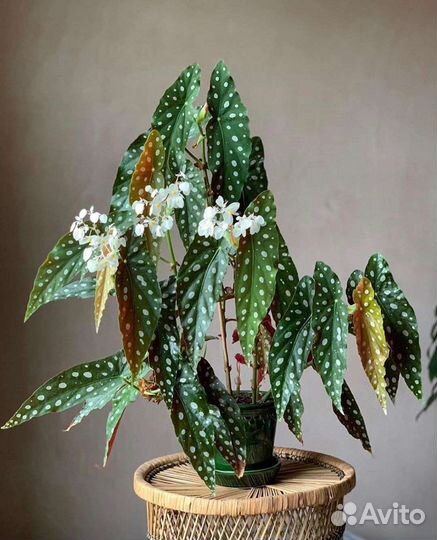 Бегония макулата