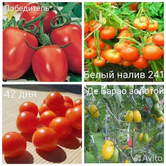 Рассада перца, баклажан, томатов, капусты