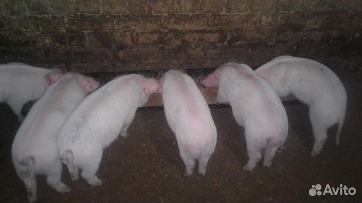Поросята ландрас 1.5 месяца
