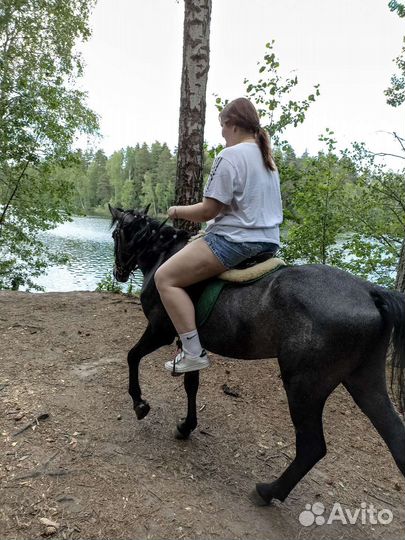 Катание на лошади