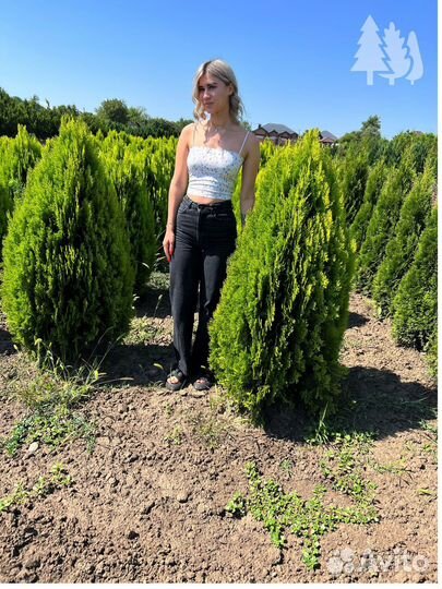 Туя брабант из питомника с доставкой