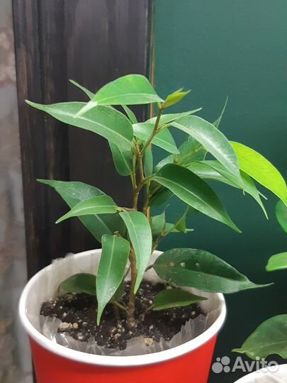 Фикусы Бенджамина, Пумилла