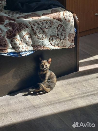 Кошечка Мося