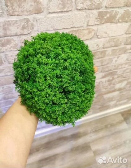 Стабилизированный мох от поставщика опт от 10кг