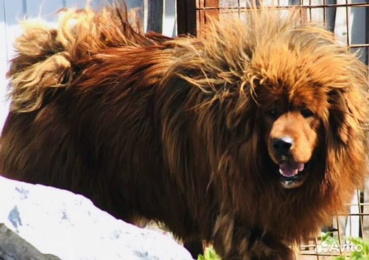 Львица тибетский мастиф щенок
