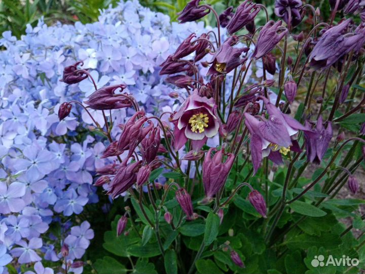 Флокс Блю Мун, Вудлайнер