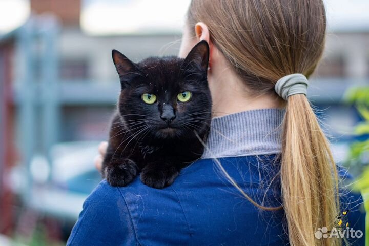 Кошка Ёжка ищет дом