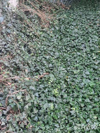 Плющ (hedera)вечнозеленый