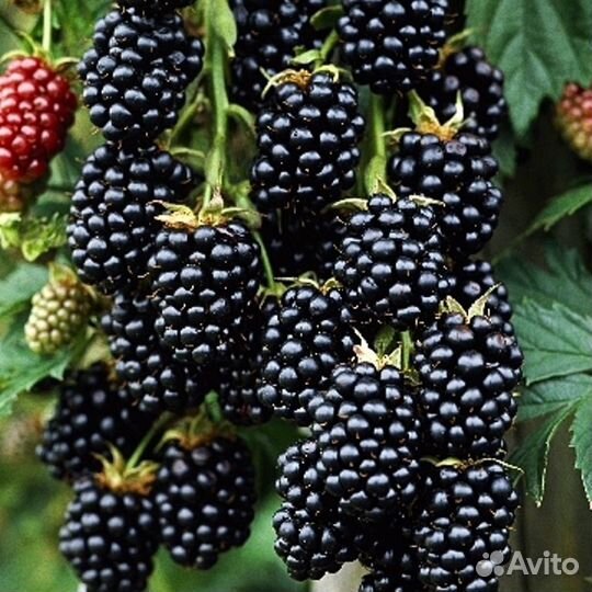 Ежевика ягода