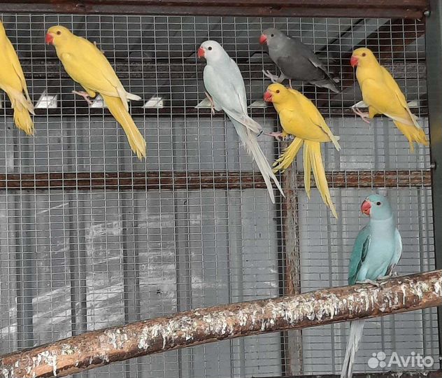 Александрийский попугай птенцы