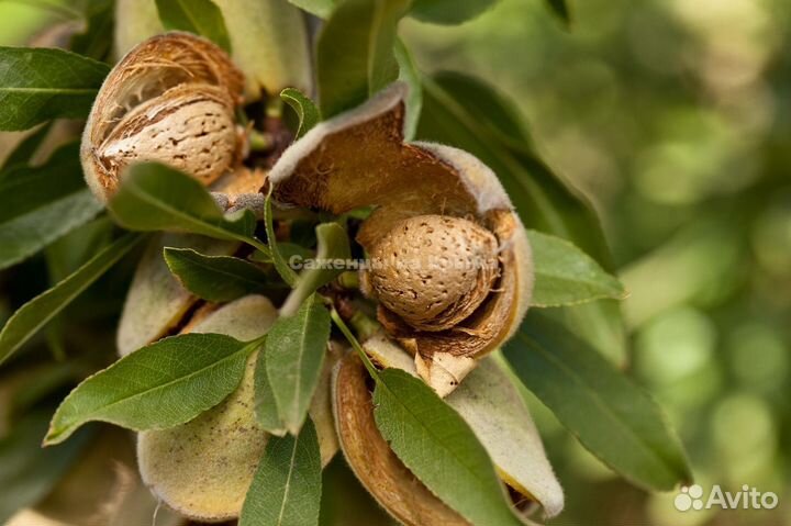 Саженцы Миндаля Никитинский