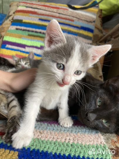 Котята в добрые руки бесплатно