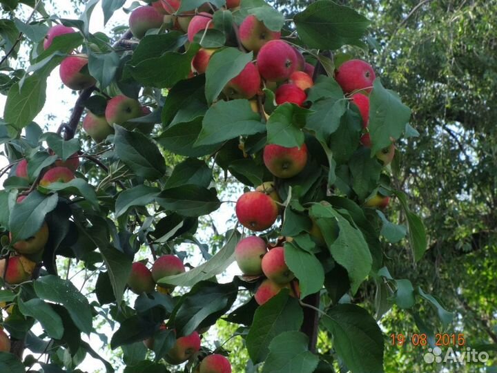 Продаю саженцы плодово-ягодных