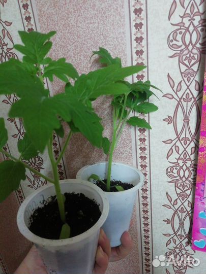 Томаты-Гномы рассада. Урожай и вкус