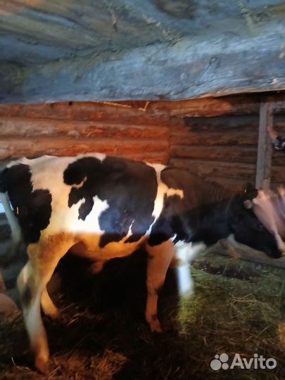 Быки на мясо