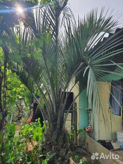 Финиковая пальма