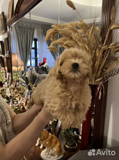 Щенки мальтипу