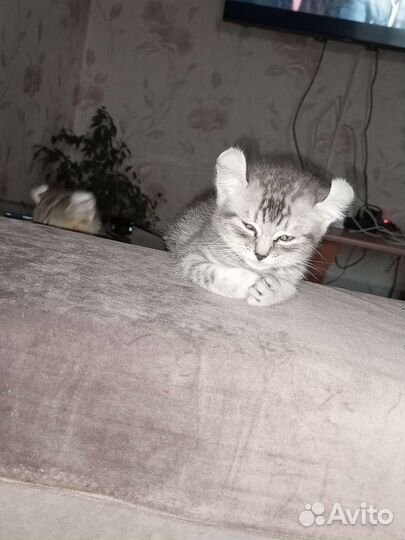 Американский керл котята