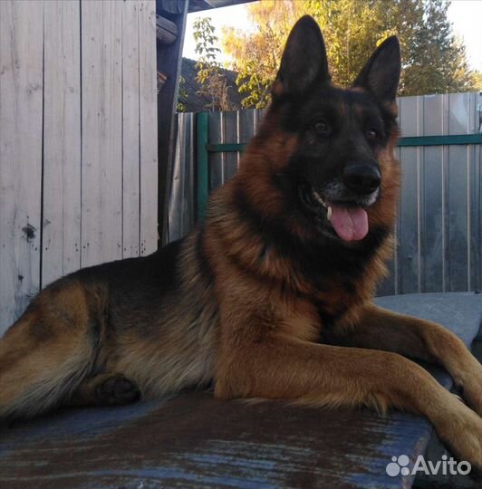 Кобель для вязки вео (немецкой) овчарки