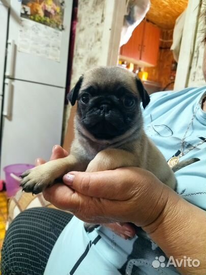 Щенки мопса