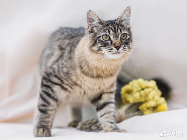 Кот в добрые руки