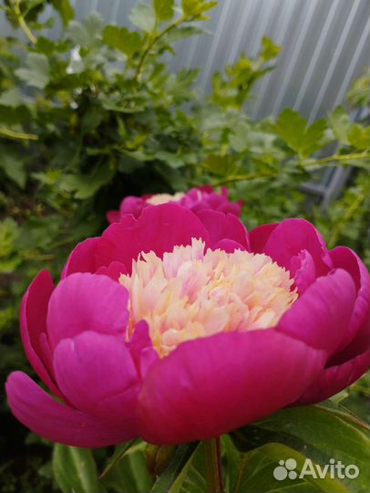 Пион Вайт Кеп и др