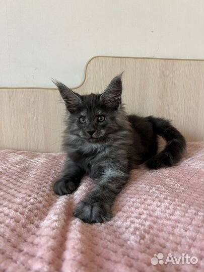 Котята мейн-кун