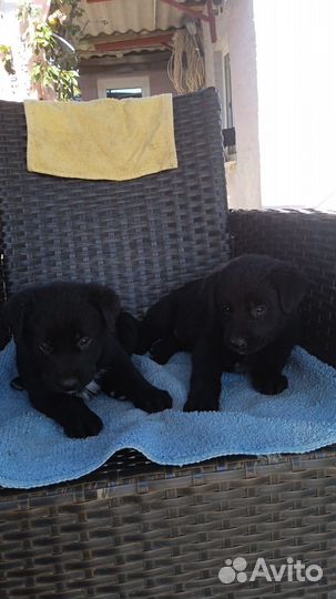 Щенки помесь лабрадора