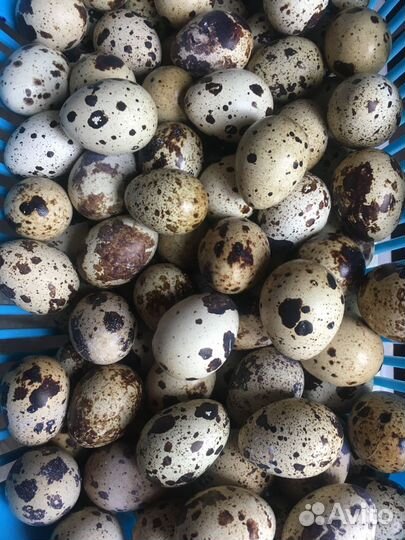 Перепела,инкубационное яйцо,суточные