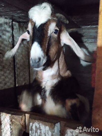 Нубийский козел. Вязка
