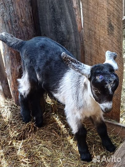 Козы,козлята