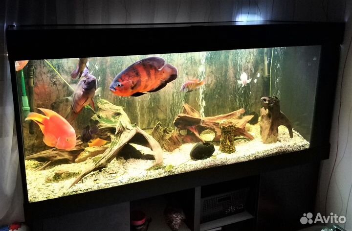 Аквариум с тумбой на 500 л