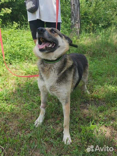 Шикарная Веста