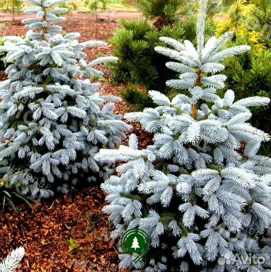 Ель голубая с доставкой