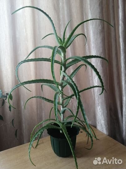 Алоэ лечебный