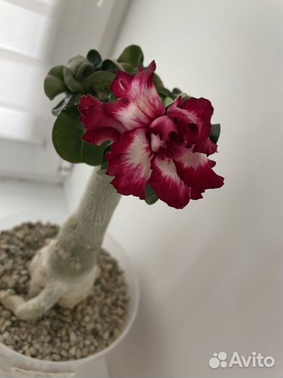 Адениум мини