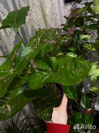 Сингониум panda