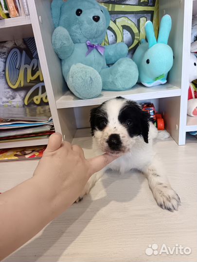 Русский охотничий спаниель