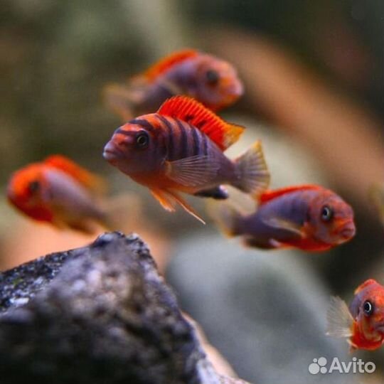 Лабидохромис Кимпума Ред